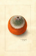 Citrus sinensis Valencia tardive - Ellen Isham Schutt — vy av konstverket