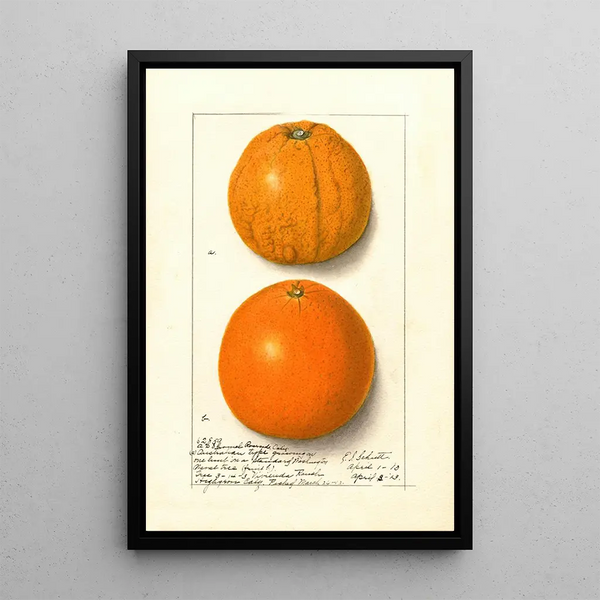 Citrus sinensis Washington Navel - Ellen Isham Schutt — inramlat konstverk på väggen