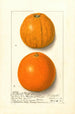 Citrus sinensis Washington Navel - Ellen Isham Schutt — vy av konstverket