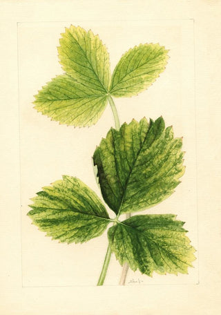 Ellen Isham Schutt - Fragaria Strawberry.webp