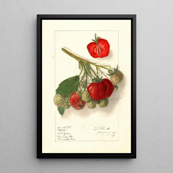 Fragaria Velvet - Ellen Isham Schutt — inramlat konstverk på väggen
