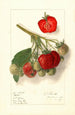 Fragaria Velvet - Ellen Isham Schutt — vy av konstverket