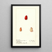 Harpephyllum caffrum - Ellen Isham Schutt — inramlat konstverk på väggen