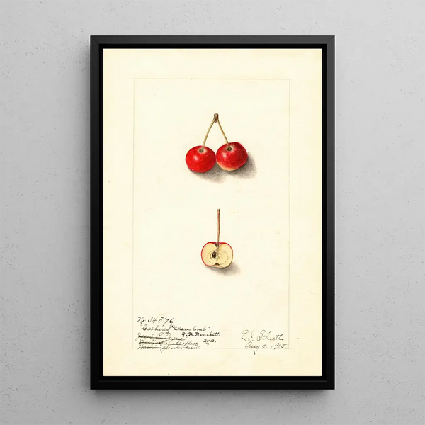 Malus Cherry Crab - Ellen Isham Schutt — inramlat konstverk på väggen
