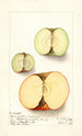 Malus domestica - Ellen Isham Schutt — vy av konstverket