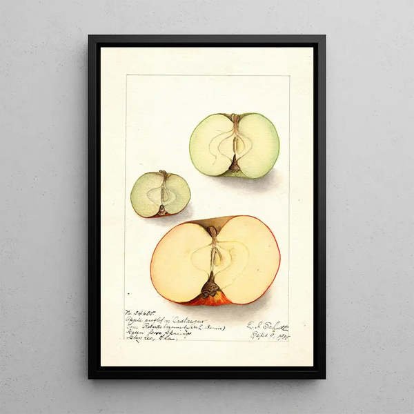 Malus domestica - Ellen Isham Schutt — inramlat konstverk på väggen