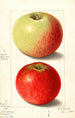 Malus domestica Alexander Tillage - Ellen Isham Schutt — vy av konstverket