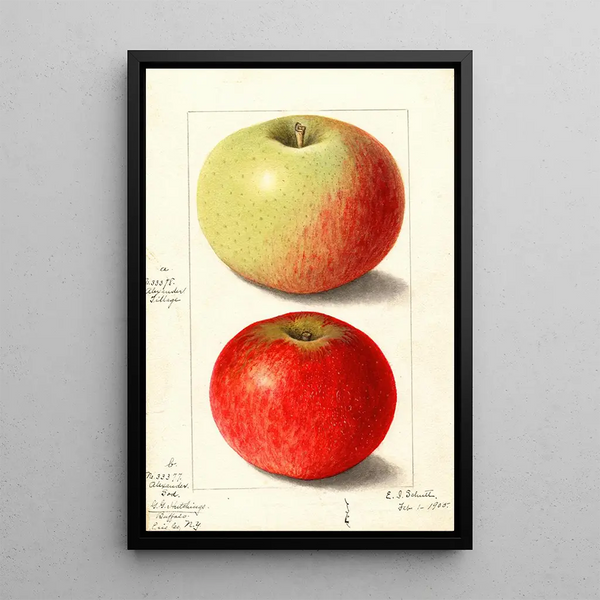 Malus domestica Alexander Tillage - Ellen Isham Schutt — inramlat konstverk på väggen