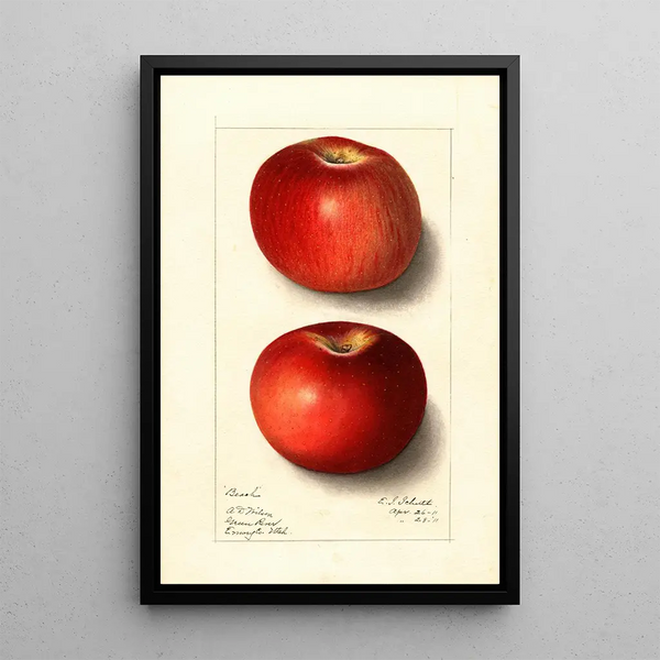 Malus domestica Beach - Ellen Isham Schutt — inramlat konstverk på väggen