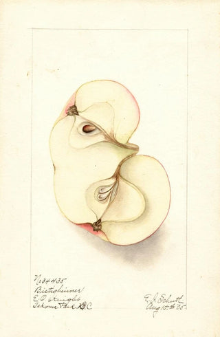 Ellen Isham Schutt - Malus domestica Bietigheimer.webp