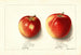 Malus domestica Jonathan - Ellen Isham Schutt — vy av konstverket