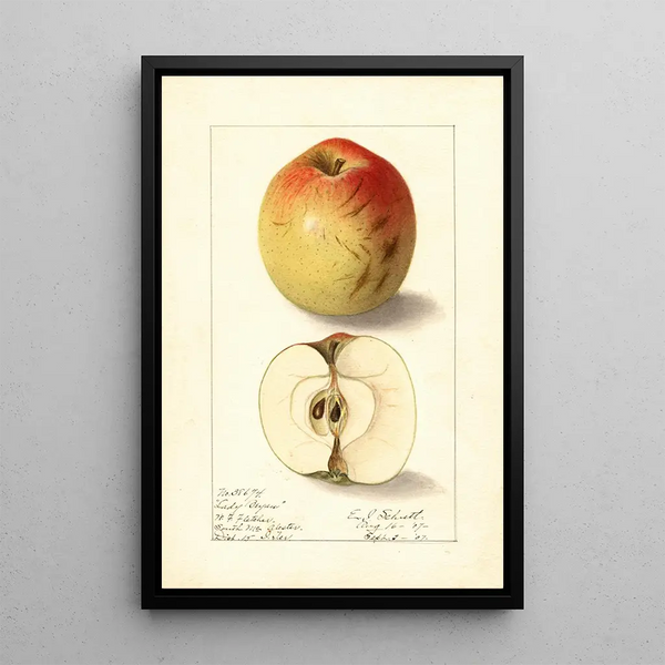 Malus domestica Lady Bryan - Ellen Isham Schutt — inramlat konstverk på väggen