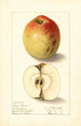 Malus domestica Lady Bryan - Ellen Isham Schutt — vy av konstverket