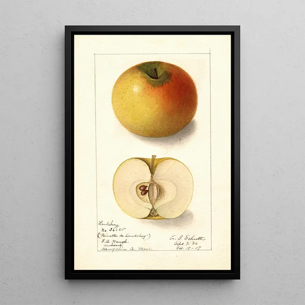 Malus domestica Landsberg - Ellen Isham Schutt — inramlat konstverk på väggen
