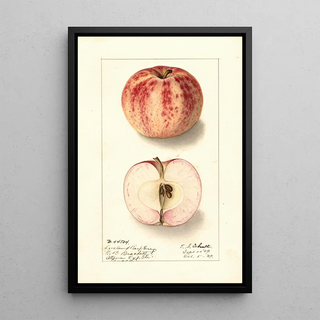 Ellen Isham Schutt - Malus domestica Liveland Raspberry.webp
