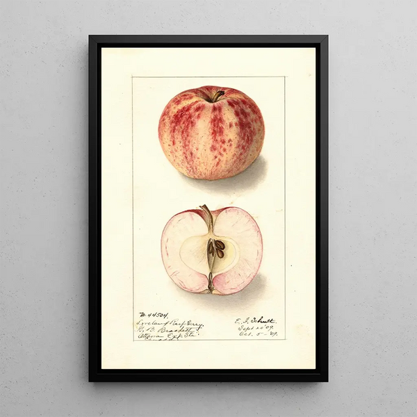 Malus domestica Liveland Raspberry - Ellen Isham Schutt — inramlat konstverk på väggen