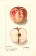 Malus domestica Liveland Raspberry - Ellen Isham Schutt — vy av konstverket