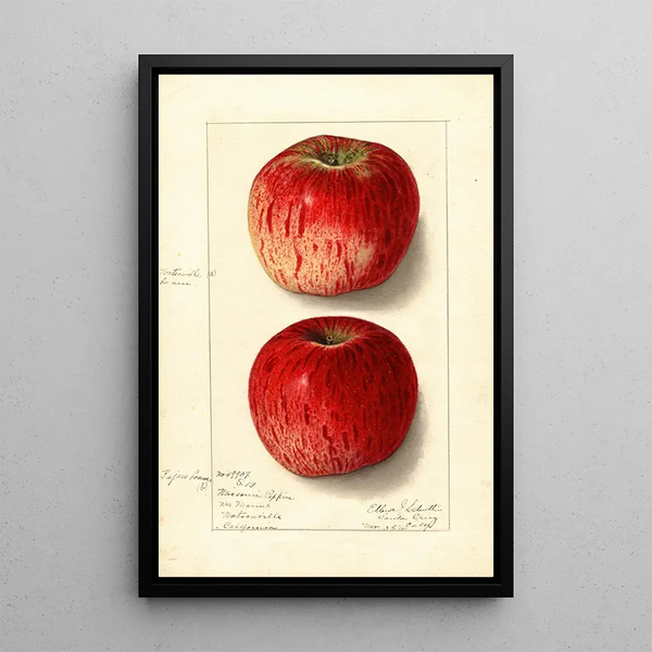 Malus domestica Missouri Pippin - Ellen Isham Schutt — inramlat konstverk på väggen