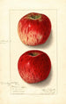 Malus domestica Missouri Pippin - Ellen Isham Schutt — vy av konstverket