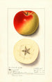 Malus domestica Monmouth - Ellen Isham Schutt — vy av konstverket