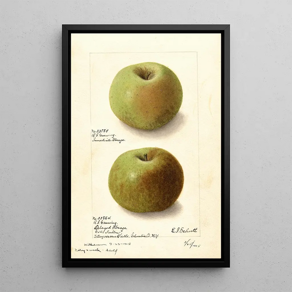 Malus domestica Rhode Island Greening - Ellen Isham Schutt — inramlat konstverk på väggen