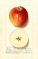 Malus domestica Rome - Ellen Isham Schutt — vy av konstverket