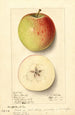 Malus domestica Rome Beauty - Ellen Isham Schutt — vy av konstverket