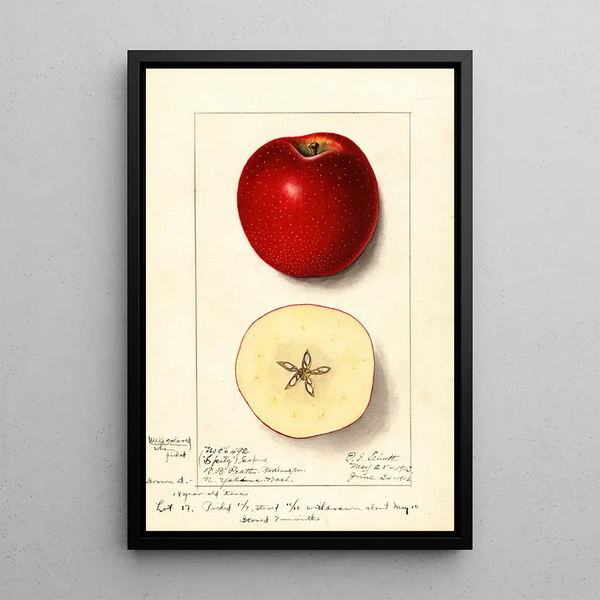 Malus domestica Spitz Esopus - Ellen Isham Schutt — inramlat konstverk på väggen
