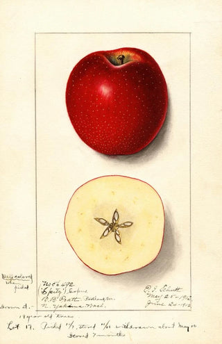 Ellen Isham Schutt - Malus domestica Spitz Esopus.webp