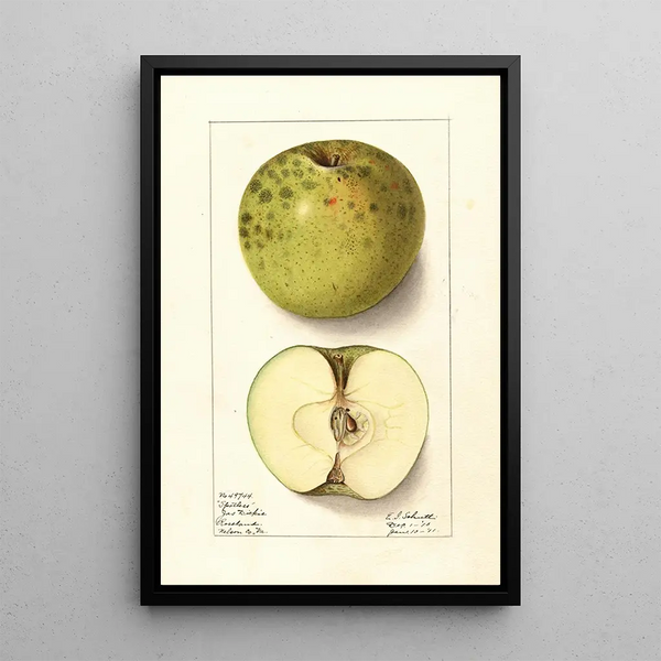 Malus domestica Spotless - Ellen Isham Schutt — inramlat konstverk på väggen