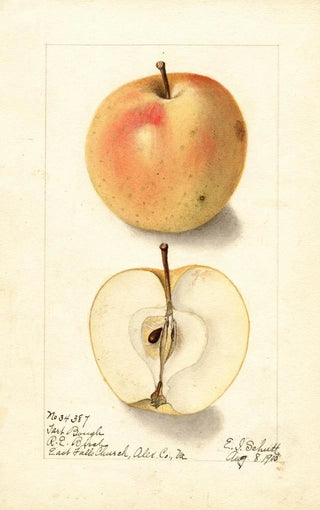 Ellen Isham Schutt - Malus domestica Tart Bough.webp
