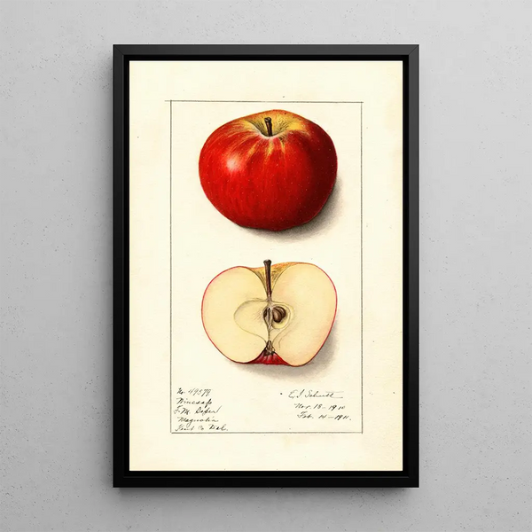 Malus domestica Winesap - Ellen Isham Schutt — inramlat konstverk på väggen