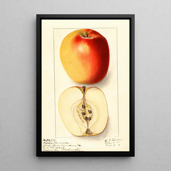 Malus domestica Winter Banana - Ellen Isham Schutt — inramlat konstverk på väggen