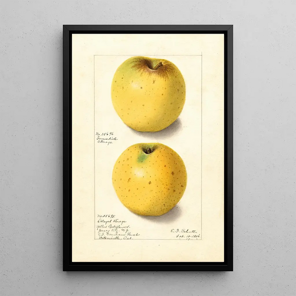 Malus domestica Yellow Bellflower - Ellen Isham Schutt — inramlat konstverk på väggen