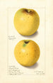Malus domestica Yellow Bellflower - Ellen Isham Schutt — vy av konstverket