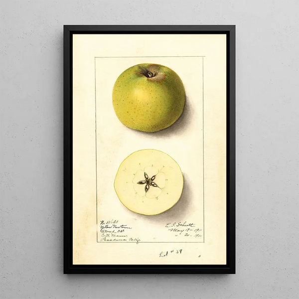 Malus domestica Yellow Newtown - Ellen Isham Schutt — inramlat konstverk på väggen