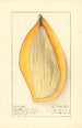 Mangifera indica Ameeri - Ellen Isham Schutt — vy av konstverket