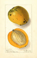Mangifera indica Amiri - Ellen Isham Schutt — vy av konstverket
