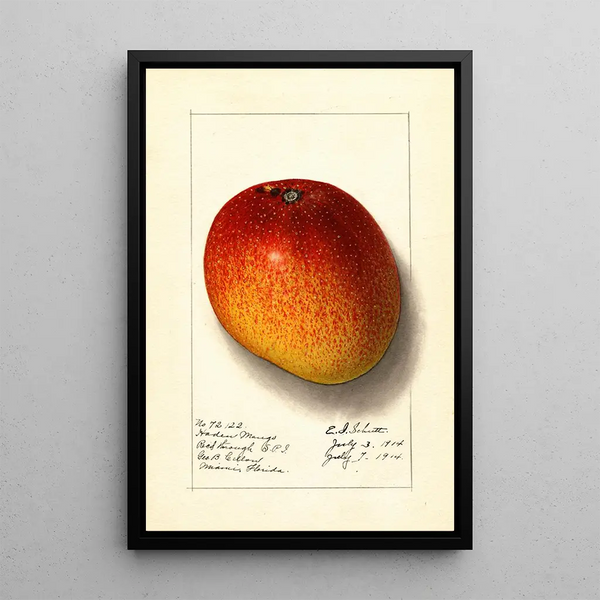 Mangifera indica Haden - Ellen Isham Schutt — inramlat konstverk på väggen