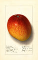 Mangifera indica Haden - Ellen Isham Schutt — vy av konstverket