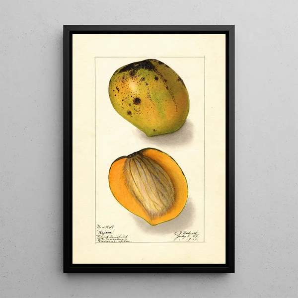 Mangifera indica Rajia - Ellen Isham Schutt — inramlat konstverk på väggen