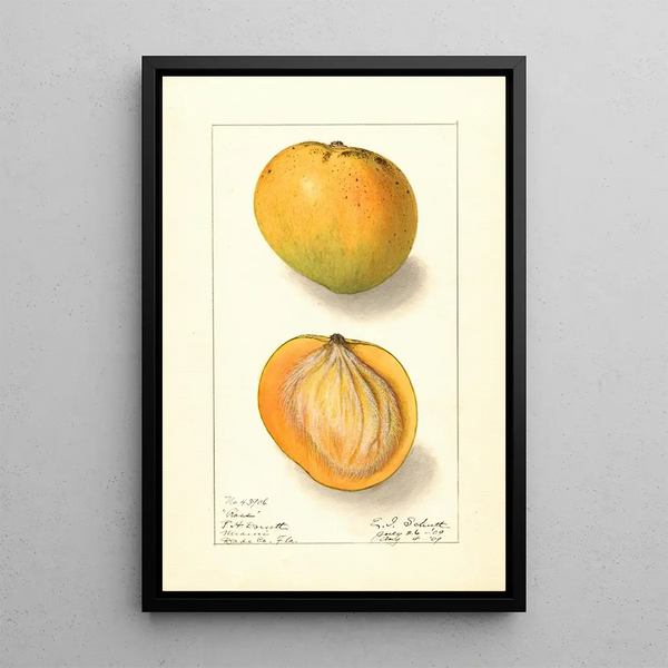 Mangifera indica Rose - Ellen Isham Schutt — inramlat konstverk på väggen