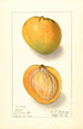 Mangifera indica Rose - Ellen Isham Schutt — vy av konstverket
