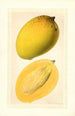 Mangifera indica Totafarice - Ellen Isham Schutt — vy av konstverket