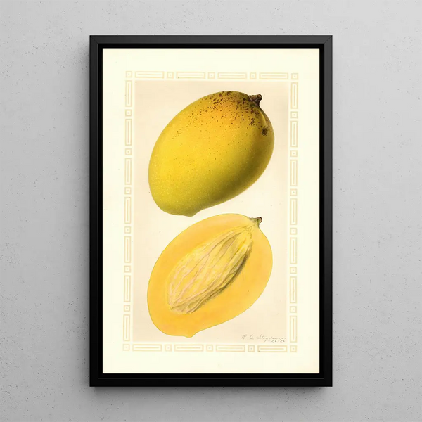 Mangifera indica Totafarice - Ellen Isham Schutt — inramlat konstverk på väggen