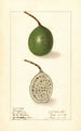 Passiflora - Ellen Isham Schutt — vy av konstverket