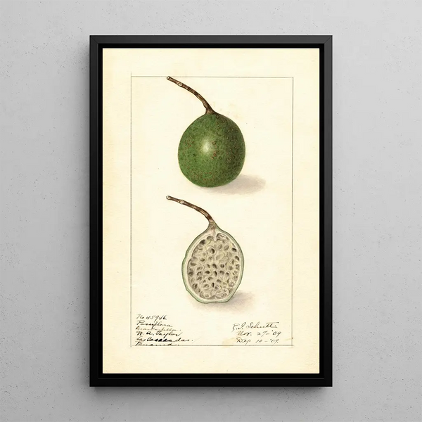 Passiflora - Ellen Isham Schutt — inramlat konstverk på väggen