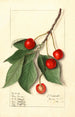Prunus avium Govenor Wood - Ellen Isham Schutt — vy av konstverket