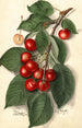 Prunus avium Ida - Ellen Isham Schutt — vy av konstverket