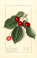 Prunus avium Royal Novelle - Ellen Isham Schutt — vy av konstverket